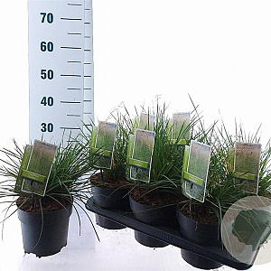 Deschampsia cesp. 'Goldtau' 30-60 cm 2,0L