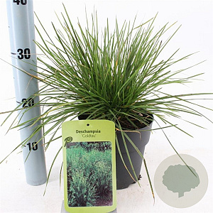 Deschampsia cesp. 'Goldtau' 30-60 cm 2,0L