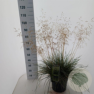 Deschampsia cesp. 'Goldtau' 50-80 cm 12L