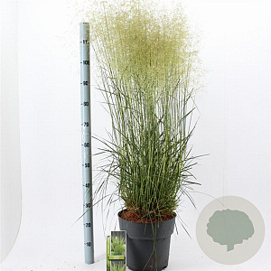 Deschampsia cesp. 'Goldtau' 50-80 cm 12L