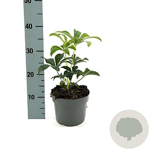 Helleborus orientalis GM 2,0L