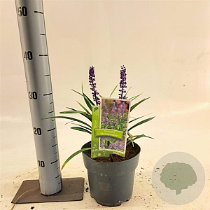 Liriope muscari 'Moneymaker' 20-25 cm 2,5L