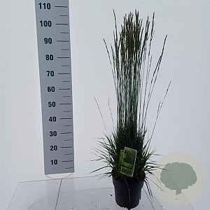 Molinia caerulea 'Torch' GM C3