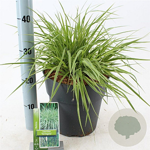 Molinia caerulea 'Variegata' 50-80 cm 6,5L