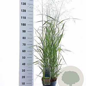 Panicum virgatum 'Prairie Sky' 60-90 cm 6,5L