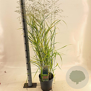 Panicum virgatum 'Prairie Sky' 60-90 cm 6,5L