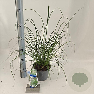 Pennisetum al. 'Hameln' 25-30 cm 2,0L