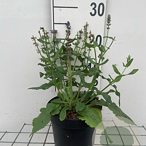 Salvia nem. 'Blaukönigin' GM 2,0L