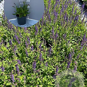 Salvia nem. 'Mainacht' GM 2,0L