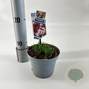 Rhodohypoxis milloides 'Paula' 10-15 cm P13