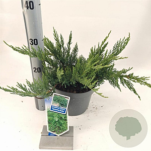 Juniperus sabina 'Tamariscifolia' 20-25 cm 3,0L