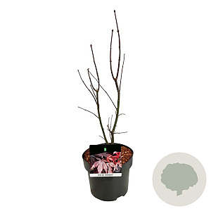 Acer pal. 'Bloodgood' 50-60 cm 4,5L