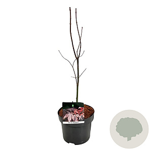 Acer pal. 'Bloodgood' 40-50 cm P21