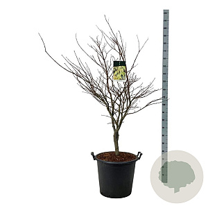 Acer pal. 'Osakazuki' 125-150 cm cont. 55L extra