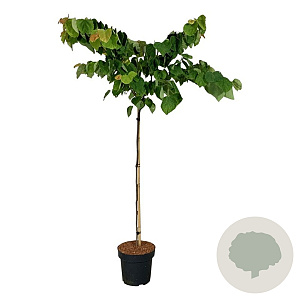 Cercis can. The Rising Sun 120 cm stam 15L