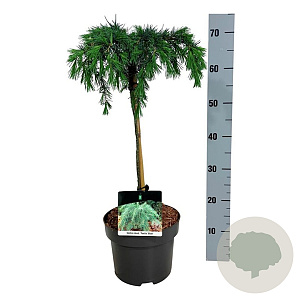 Cedrus deod. 'Feelin' Blue' 40 cm stam 4,5L