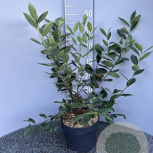 Aronia melanocarpa 'Hugin' 50-60 cm 5,0L