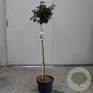 Betula utilis jacquemontii 200-225 cm 7,5L Gestokt