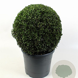 Buxus sempervirens 40-45 cm 12L bol