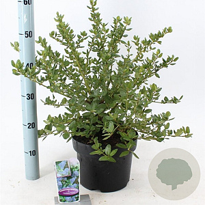 Ceanothus griseus 'Yankee Point' 30-40 cm 5,0L