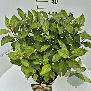 Cephalanthus occidentalis 35-40 cm 10L