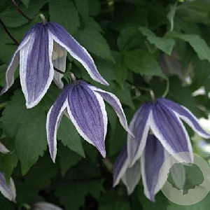 Clematis 'Blue Eclipse' 80 cm rozenpot 2L