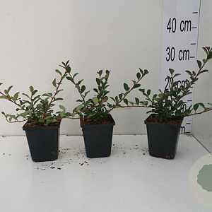 Cotoneaster radicans 'Eichholz' GM P9