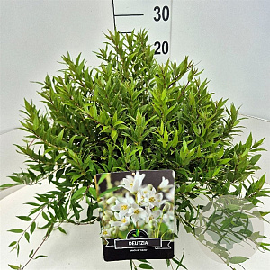 Deutzia gracilis 'Nikko' 40-50 cm 10L