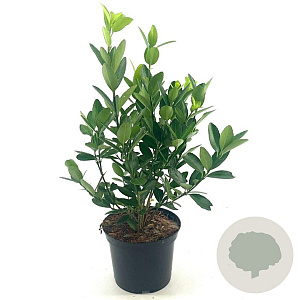 Euonymus japonicus 30-35 cm 2,0L
