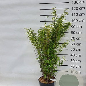 Fargesia nitida 'Volcano' 100-125 cm 15L