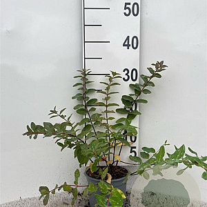 Hypericum moserianum 25-30 cm C1.3