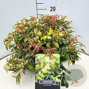 Leucothoe keiskei 'Royal Ruby' 30-40 cm 10L