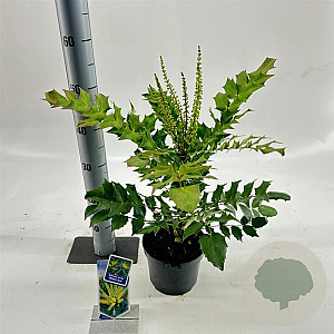 Mahonia media 'Winter Sun' 25-30 cm 2,0L