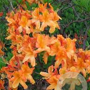 Rhododendron (AM) 'Christ. Wren' 30-40 cm 5,0L met knop