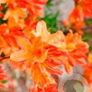 Rhododendron (AM) 'Fr.van der Bom' 30-40 cm 5,0L met knop