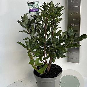 Rhododendron (AK) 'Persil' 40-50 cm 5,0L