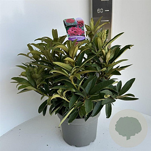 Rhododendron 'Wilgen's Ruby' 40-50 cm 5,0L