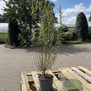Salix purpurea 'Nana' 60-80 cm 2,0L