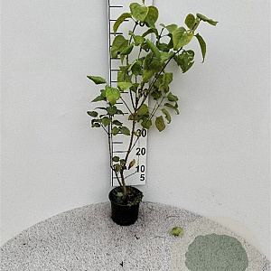 Syringa vulgaris 40-60 cm 2,0L