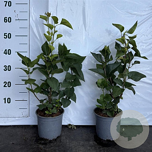 Syringa vulgaris 40-60 cm 2,0L