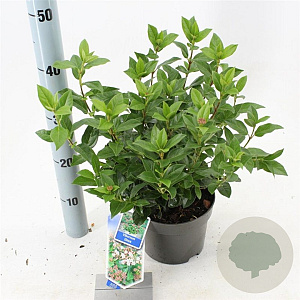 Viburnum tinus 25-30 cm 2,0L