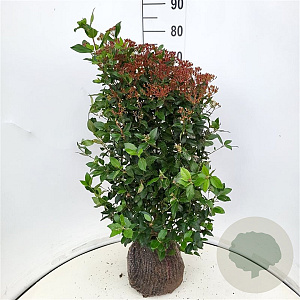 Viburnum tinus 80-100 cm met kluit
