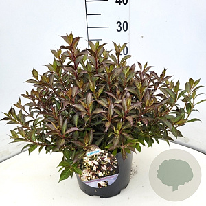 Weigela Black and White 40-50 cm 10L