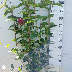Weigela 'Bristol Ruby' 80-100 cm 10L