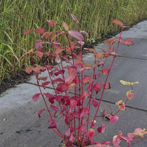 Cornus alba 'Sibirica' 80-100 cm 10L