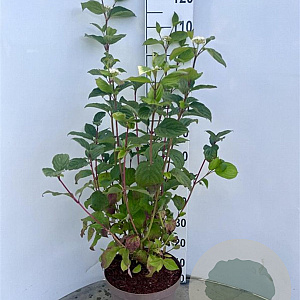 Cornus alba 'Sibirica' 80-100 cm 10L