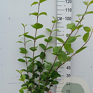 Cornus alba 'Sibirica' 80-100 cm 10L