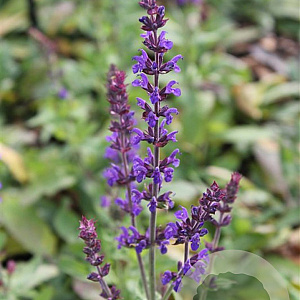 Salvia nem. 'Blaukönigin' GM P9