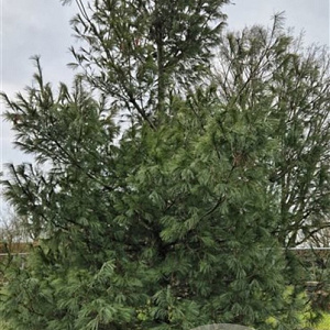 Pinus strobus 400-500 cm cont. 230L meerstammig