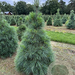 Pinus wallichiana 150-175 cm draadkluit